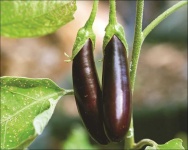 image of eggplant #7