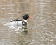 image of red_breasted_merganser