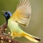 image of green_jay #28