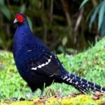 image of bird