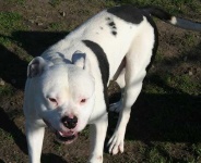 image of animal