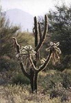 image of joshua_tree