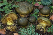 image of mushrooms
