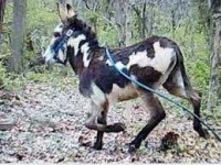 image of animal