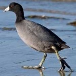 image of bird