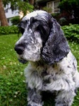 image of cocker_spaniel