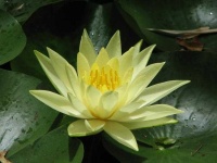 image of flower