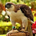 image of bird