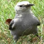 image of bird