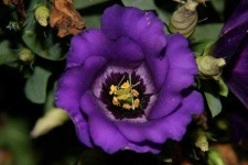 image of flower