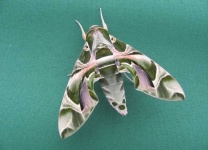 image of moth #40