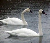 image of swan #21