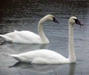 image of swan