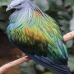 image of bird