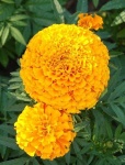 image of flower