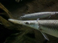 image of gar