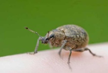 image of weevil #33