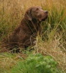 image of chesapeake_bay_retriever