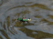 image of tiger_beetle #9