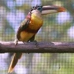 image of bird