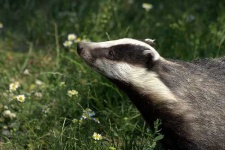 image of badger