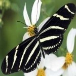 image of animal