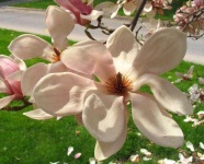 image of magnolia #31