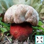 image of bolete