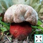 image of bolete #34