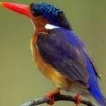 image of bird
