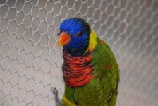 image of lorikeet