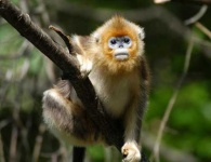 image of patas