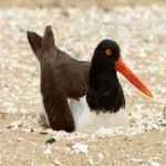 image of bird