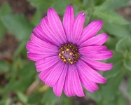 image of flower