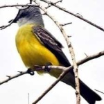 image of bird