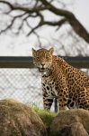 image of jaguar_car