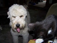 image of soft_coated_wheaten_terrier