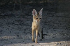 image of red_fox