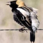 image of bird