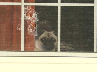 image of window_screen