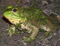 image of bullfrog
