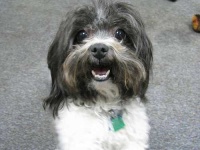 image of animal