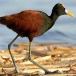 image of bird