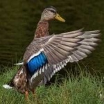 image of bird