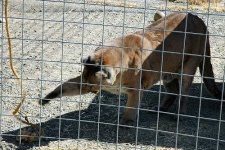 image of cougar