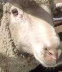 image of sheep_face #31