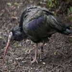 image of bird
