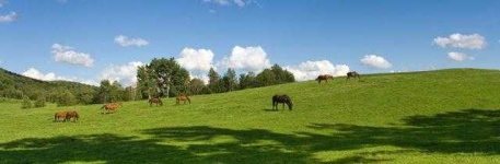 image of grass