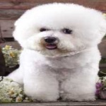 image of animal