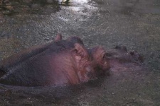 image of hippopotamus